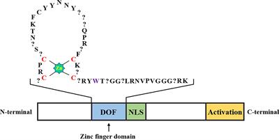 DOF transcription factors: Specific regulators of plant biological processes